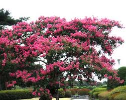 「サルスベリ 。画像。」の画像検索結果