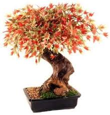 In this article, we'll explore why bonsai trees need special bonsai soil considerations. Bonzai Bonzai What Is The Way To Trim And Maintain Bonsai Facebook