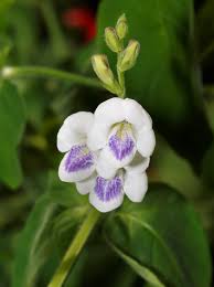 Image result for Asystasia guttata