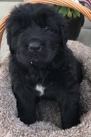 About horner newfoundland puppies | newfoundland breeder. 13 Newfoundland Puppy Puppies Dogs For Sale Ideas Newfoundland Puppies Dogs For Sale Puppies