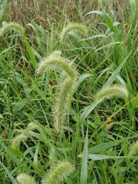 Image result for Melinis macrochaeta