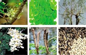 Image result for Moringa oleifera