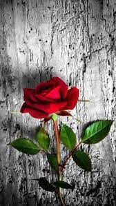  Gambar Bunga Wallpaper Wa Rose Wallpaper Floral Flower Background Rosely For Android Apk J Flower Iphone Wallpaper Red Roses Wallpaper Red Flower Wallpaper