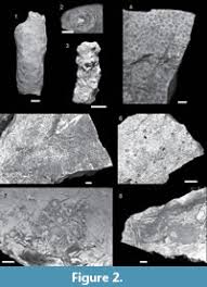 Ersb's main quarry products are: Oligocene Miocene Corals