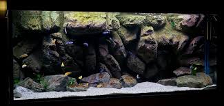 80 Gallon Tank Diy Bacground Heavy Pictures Cichlid Forum Aquarium Backgrounds African Cichlid Aquarium Cichlid Aquarium