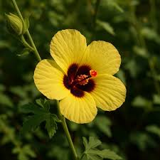 Image result for Hibiscus surattensis