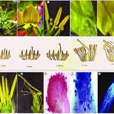 Image result for Crotalaria quartiniana