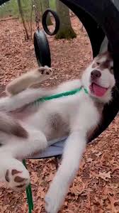 @AMAZlNGNATURE's video Tweet