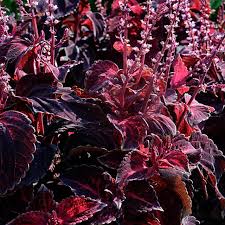 Image result for Coleus foliatus