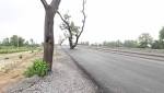 Delhi have tree wall around