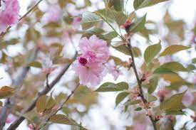 We did not find results for: Cherry Kwanzan Flowering For Sale In Boulder Colorado