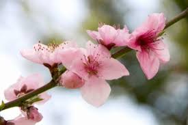 The yellow fruit has juicy, melting, creamy flesh with a mild flavor — excellent for canning, desserts,.more. Can You Pollinate Stone Fruits By Hand How To Hand Pollinate Stone Fruit Trees
