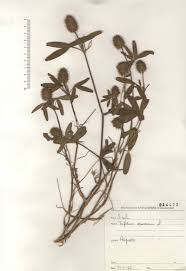 Image result for Trifolium squarrosum