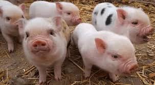 Tử vi 12 con giáp chủ nhật 31/10: Rồng bận tâm đến sự nghiệp, Lợn