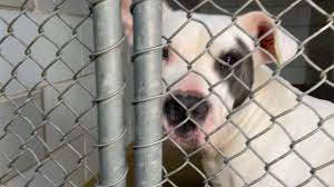 The north carolina state bureau of investigation will conduct an independent review of cmpd procedures after 50 complaints were filed against the city leaders questioned cmpd's actions during a june 2 incident caught on video by a local alternative newspaper during uptown charlotte protests. Charlotte Area Shelter Finds Homes For 90 Of Animals