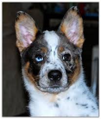 Australian cattle dogs are sometimes still referred to as blue heelers or queensland heelers. Blue Heeler But Looks Like A Texas Heeler To Me Aussie Sheperd X Blue Heeler Very Pretty Pup Blue Heeler Puppies Heeler Puppies Cattle Dogs Rule