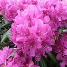 Rhododendron Lupinberg Laguna Garden Plants Flowers