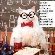 Chat Savant Rigolo Image Drole Animaux Einstein, eureka, archimède, gogol, chat sans toit ni loi : chat savant rigolo image drole animaux