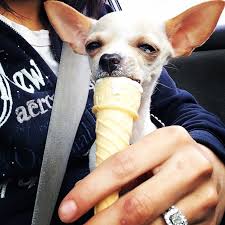 Maybe you would like to learn more about one of these? Puppy Eating Ice Cream Dog Eating Ice Cream Eating Ice Cream Eating Ice