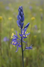 Image result for Behnia reticulata