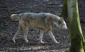 Northwestern Wolf Side View Stock By Drwheeliemobile On Deviantart Wolf Side View Cotswold Wildlife Park Canine