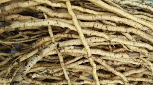 Image result for Mondia ecornuta