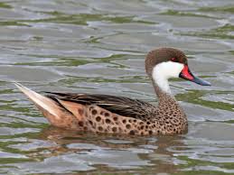 Bird With Red Cheeks White Cheeked Pintail Duck It Is Mainly Brown With White Cheeks And A Red Based Grey Bill Young Birds Lack The Pink Thi Duck Species World Birds Duck Feed