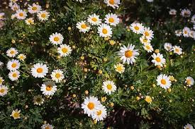 Image result for Argyranthemum frutescens