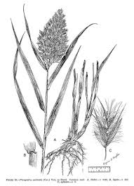 Image result for Phragmites australis