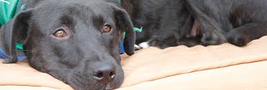 Jun 28, 2021 · adopt a dog race to adopt from the humane society of charlotte this weekend! About Lucky Dog Animal Rescue