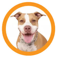 Meet the RAM Group: An Automotive Digital & Traditional Agency