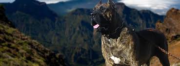 Presa canario puppies for sale this is a 7 week old. Presa Canario Breeder Stud Service Vancouver Bc Home Facebook