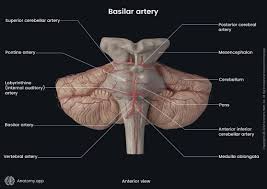 Image result for Posterior Circulation