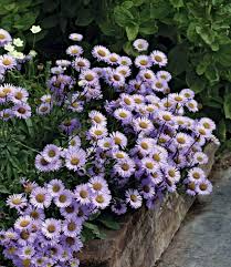 Image result for Erigeron steudelii