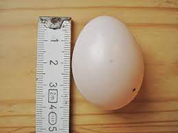 Pigeon Egg Facts Laying Eggs And Hatching Birds Profile