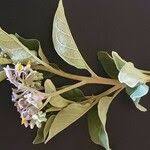 Image result for Solanum tettense