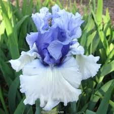 Tall Bearded Iris Wintry Sky Iris Flowers Bearded Iris Beautiful Flowers