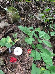 Image result for Blepharispermum pubescens