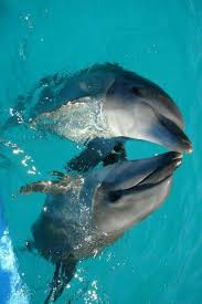 So Long And Thanks For All The Fish Sea Animals Dolphin Photos Animals