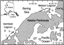 Anchorage collections unit 632 west 6th ave. Distribution Of Recoveries Of Steller S Eiders Banded On The Lower Alaska Peninsula Alaska