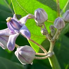 Image result for Calotropis gigantea