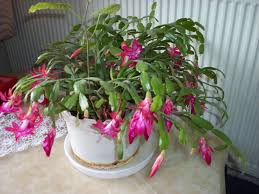 Çiçek bakımı, çiçek çeşitleri, çiçek türleri, çiçek i̇simleri. Yilbasi Cicegi Nedir Yilbasi Cicekleri Cesitleri Nelerdir