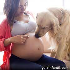Los Beneficios De Vivir Con Un Perro Durante El Embarazo