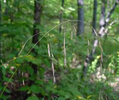 Image result for Brachycorythis pubescens