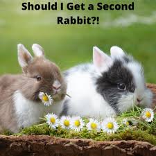 Our pet insurance policy covers injuries and illnesses for life once the policy is renewed each year and as long as the injuries /illness did not show we cover up to 30 days per policy year in northern ireland, uk, channel islands or isle of man, as long as the purpose of the travel is not to seek. The Bunny Whisperer Ireland Home Facebook