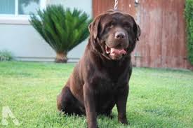 We did not find results for: Chocolate English Labrador Puppies For Sale Petsidi