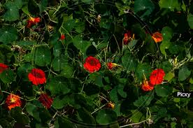 Image result for Tropaeolaceae