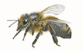 Image result for cornish black bee