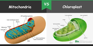 Maybe you would like to learn more about one of these? Difference Between Mitochondria And Chloroplast Bio Differences