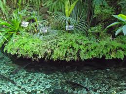 ねったいかんだより 板橋区立 熱帯環境植物館